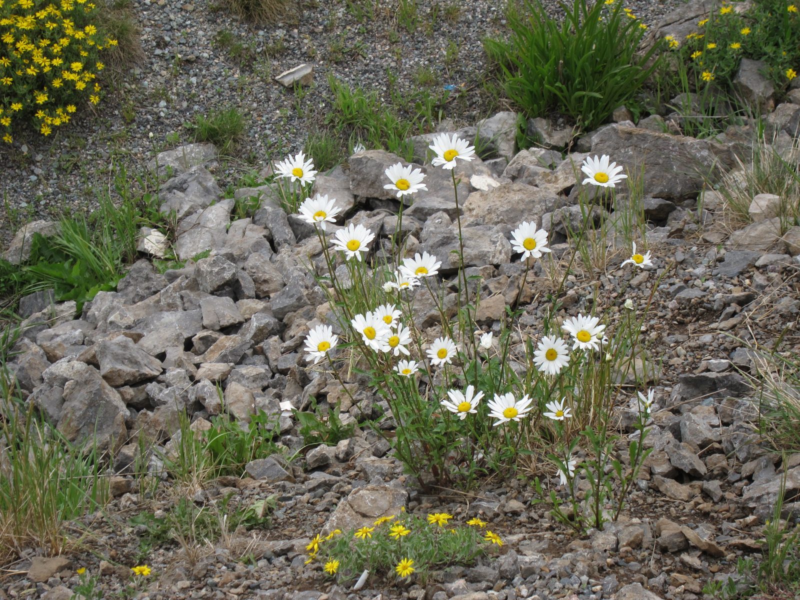 The wild flowers were thriving, even if the tourists weren't.